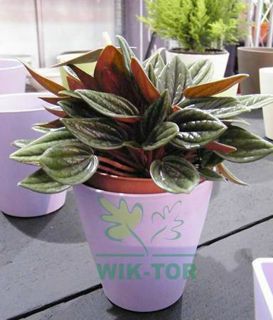 Nawóz do roślin doniczkowych 1l mineral żel