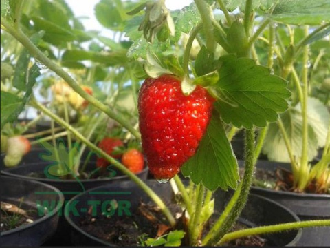 Krystaliczny nawóz do truskawek i poziomek 350g
