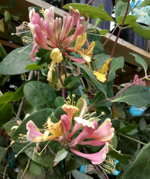 Wiciokrzew Heckrotta Goldflame