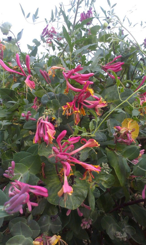 Wiciokrzew Heckrotta Goldflame