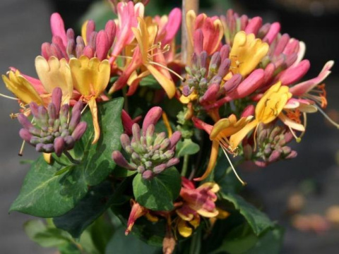 Wiciokrzew Heckrotta Goldflame