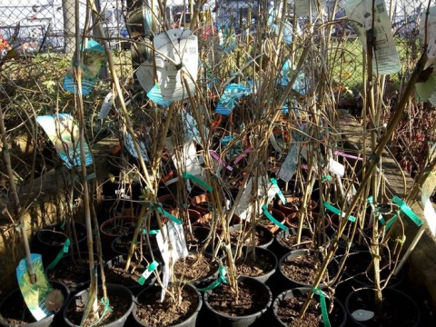 Wiciokrzew Heckrotta Goldflame