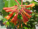 Wiciokrzew Browna Dropmore Scarlet