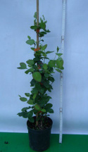 Wiciokrzew Browna Dropmore Scarlet