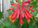 Wiciokrzew Browna Dropmore Scarlet