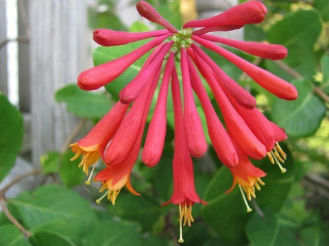 Wiciokrzew Browna Dropmore Scarlet