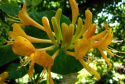 Wiciokrzew Tellmanna