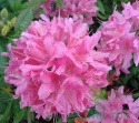 Azalia wielkokwiatowa Rosy Lights