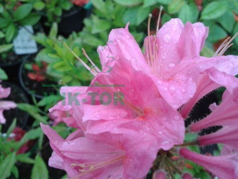 Azalia wielkokwiatowa Rosy Lights