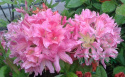 Azalia wielkokwiatowa Rosy Lights