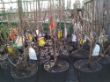 Azalia wielkokwiatowa Rosy Lights