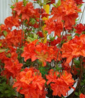 Azalia wielkokwiatowa Parkfeuer