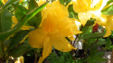 Azalia wielkokwiatowa Limetta