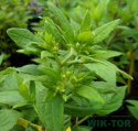 Hortensja bukietowa Limelight pienna