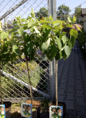 Hortensja bukietowa Limelight pienna