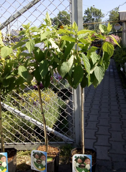 Hortensja bukietowa Magical Candle pienna