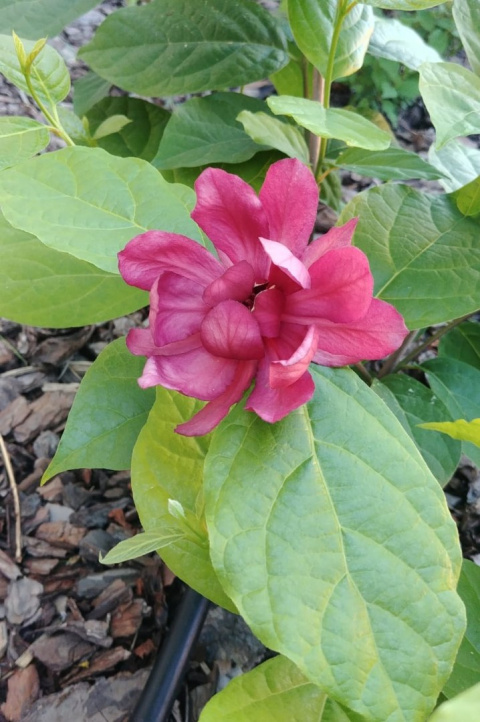 Kielichowiec 'Aphrodite' Calycanthus