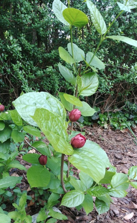 Kielichowiec 'Aphrodite' Calycanthus
