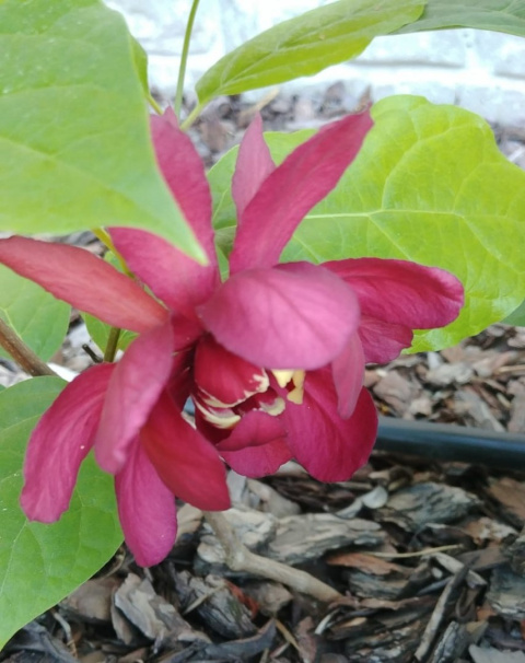 Kielichowiec 'Aphrodite' Calycanthus
