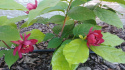 Kielichowiec 'Aphrodite' Calycanthus