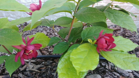 Kielichowiec 'Aphrodite' Calycanthus