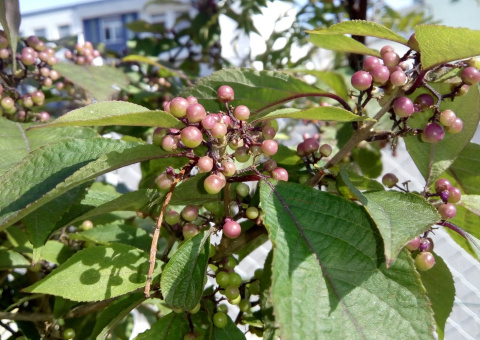 Pięknotka Bodiniera Callicarpa bodinieri