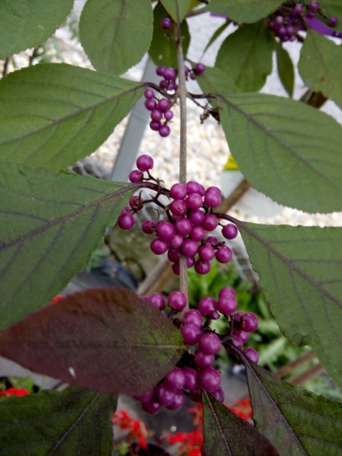 Pięknotka Bodiniera Callicarpa bodinieri