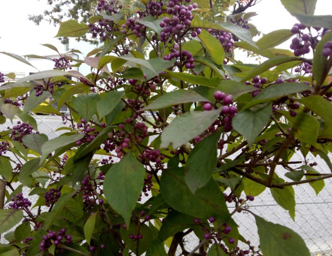Pięknotka Bodiniera Callicarpa bodinieri