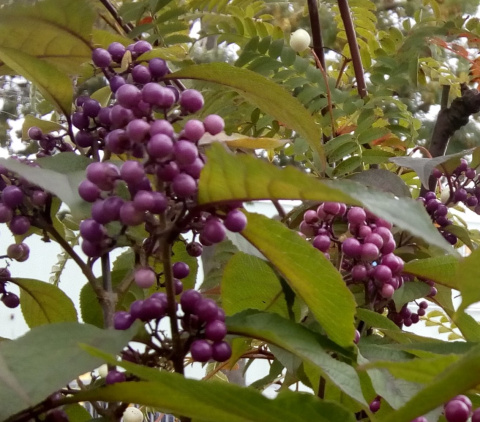 Pięknotka Bodiniera Callicarpa bodinieri