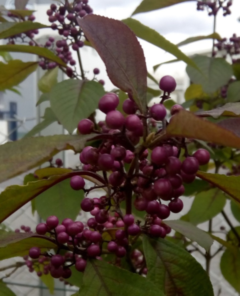 Pięknotka Bodiniera Callicarpa bodinieri
