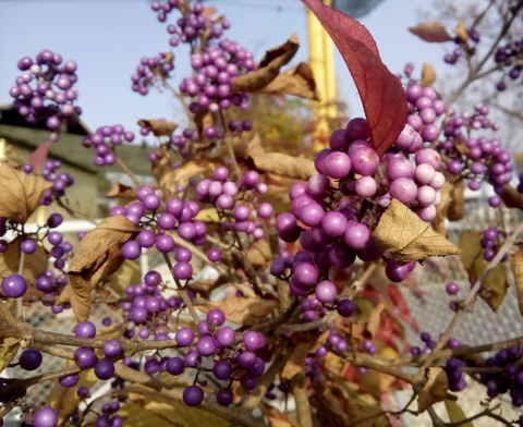 Pięknotka Bodiniera Callicarpa bodinieri