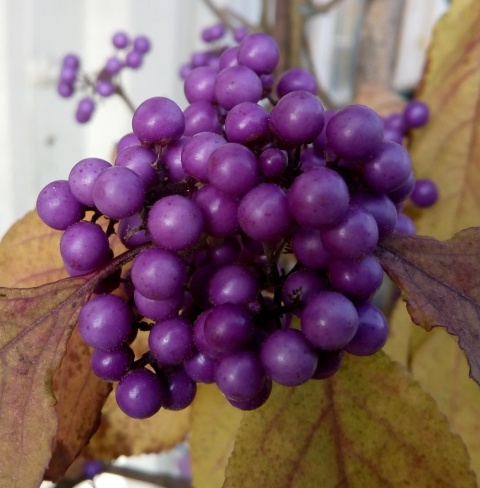 Pięknotka Bodiniera Callicarpa bodinieri