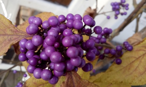 Pięknotka Bodiniera Callicarpa bodinieri