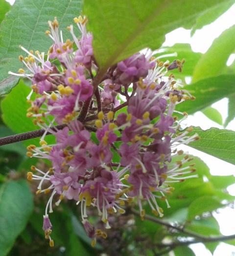 Pięknotka Bodiniera Callicarpa bodinieri
