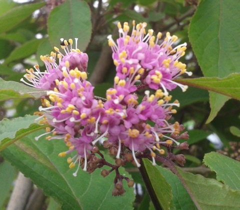 Pięknotka Bodiniera Callicarpa bodinieri