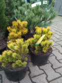Sosna kosodrzewina 'Winter Gold' na pniu