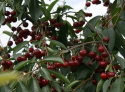 Nawóz organiczny do krzewów owocowych Sumin 1,2kg