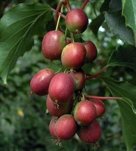 Aktinidia ostrolistna 'Weiki' żeńska