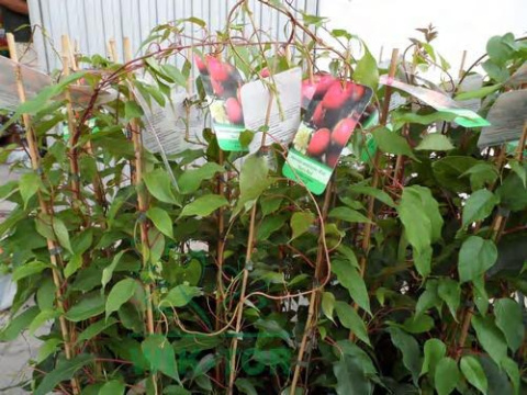 Aktinidia ostrolistna 'Weiki' żeńska