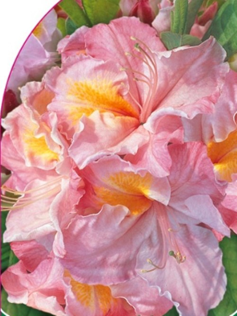 Azalia wielkokwiatowa Cecile