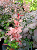 Berberys Thunberga Dart's Red Lady