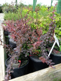 Berberys Thunberga Dart's Red Lady