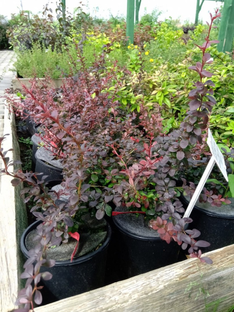 Berberys Thunberga Dart's Red Lady