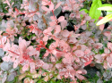 Berberys Thunberga Dart's Red Lady