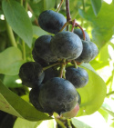 Borówka wysoka amerykańska Bluecrop