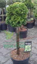 Cyprysik japoński Nana Aurea na pniu