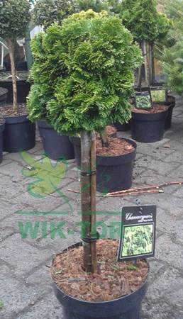 Cyprysik japoński Nana Aurea na pniu