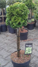 Cyprysik japoński 'Nana Gracilis' na pniu