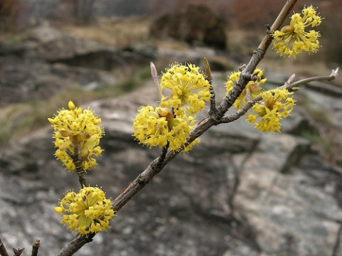 Dereń jadalny
