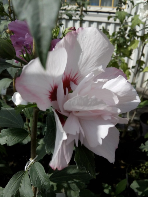 Ketmia hibiscus jasnoróżowy pełne kwiaty hibiskus